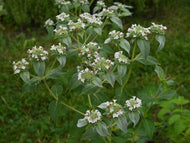Clustered Mountain Mint