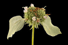 Clustered Mountain Mint