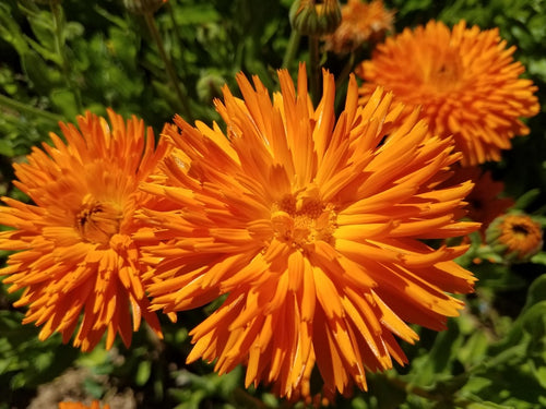 'Radio' Calendula