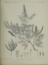 Screwbean Mesquite