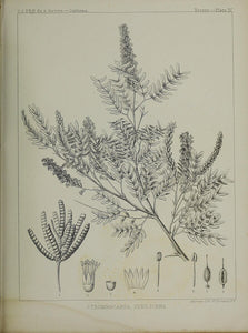 Screwbean Mesquite