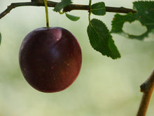 Cherry Plum (Myrobalan Plum)