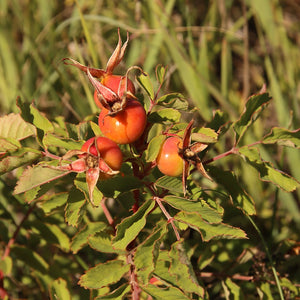 Prairie Rose – Experimental Farm Network Seed Store