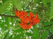 Ukrainian Rowan (European Mountain-Ash)