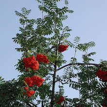Ukrainian Rowan (European Mountain-Ash)
