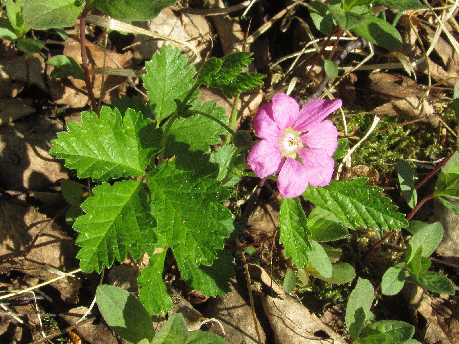 Growing Arctic Raspberry Arctic Raspberry – Experimental Farm Network Seed Store