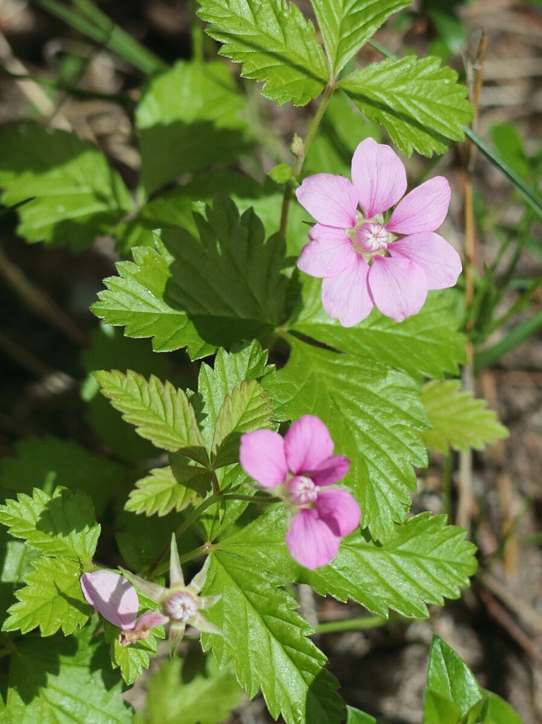 Arctic Raspberry – Experimental Farm Network Seed Store