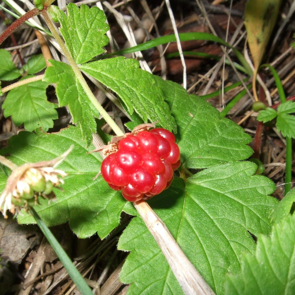 Arctic Raspberry – Experimental Farm Network Seed Store