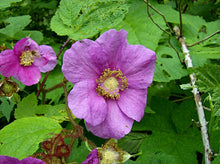 Purple-Flowering Raspberry (Eastern Thimbleberry)