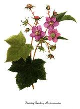 Purple-Flowering Raspberry (Eastern Thimbleberry)