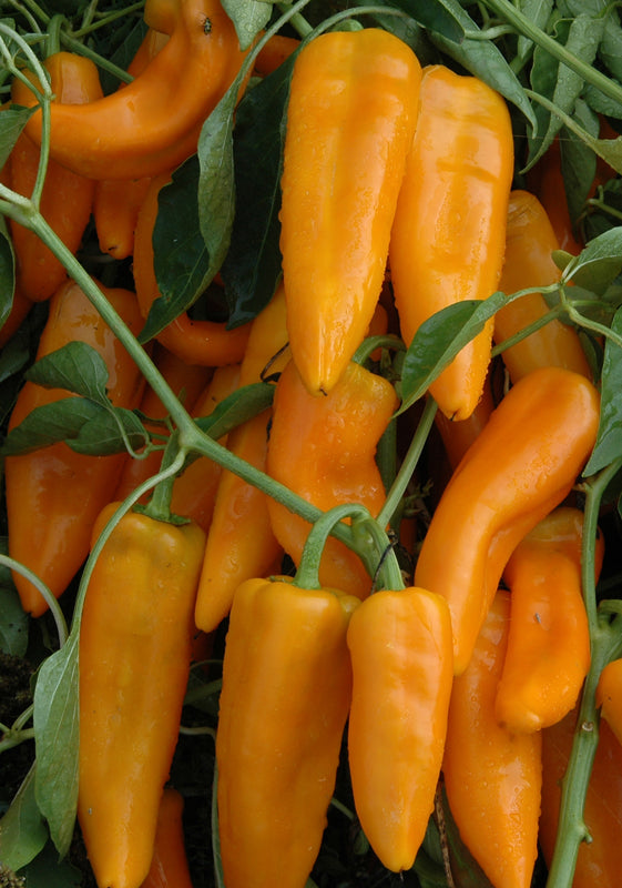 'Stocky Golden Roaster' Sweet Pepper