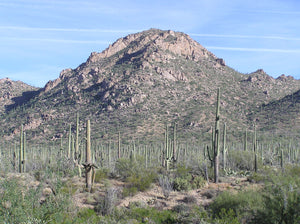 Saguaro Cactus