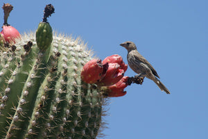 Saguaro Cactus