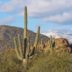 Saguaro Cactus