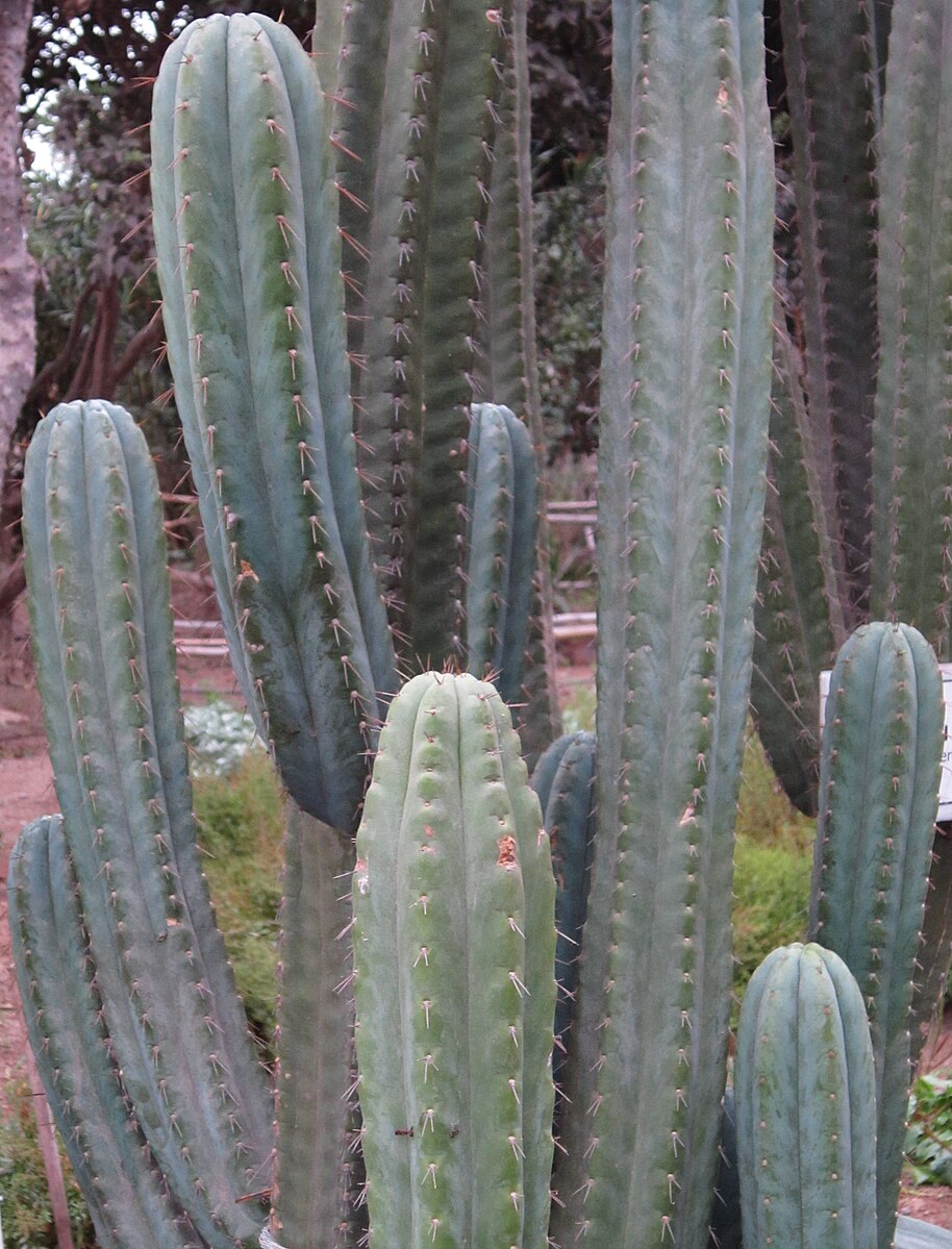 san pedro torch cactus for sale Huancabamba' Peruvian Torch Cactus – Experimental Farm Network Seed Store