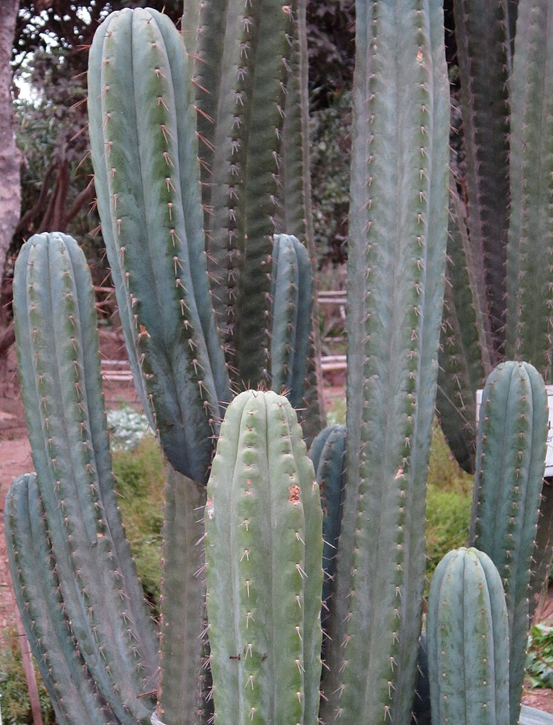 san pedro cactus seeds legality Huancabamba' Peruvian Torch Cactus – Experimental Farm Network Seed Store
