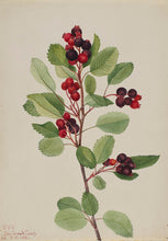 'Smokey' Saskatoon Berry