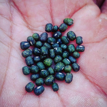 'Madagascar Blue-Mottled' Mung Bean