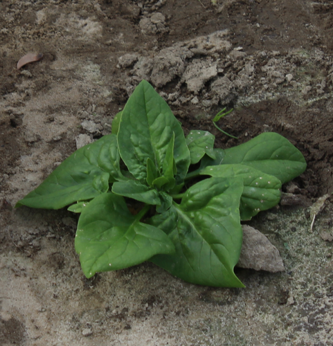 'Maznolisten' Spinach