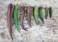 'Aunt Hettie's Red x Puerto Rico Everblush F3' Okra Breeding Mix