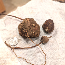 Mid-Atlantic Hopniss (American Groundnut)