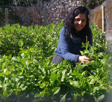 Palestinian Sabanikh (Spinach)
