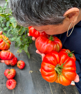 'Banadura Baladiyya' Tomato (Palestine)