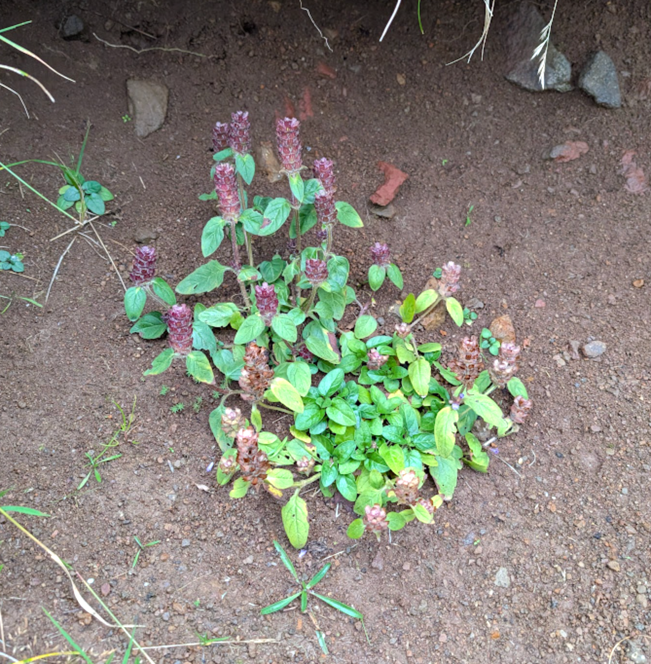self heal plant seeds Self-Heal – Experimental Farm Network Seed Store