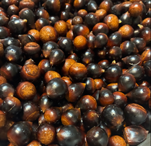 Clements Nursery Allegheny Chinquapin Chestnut Seeds