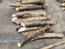 'Billington' Seakale Root Cuttings