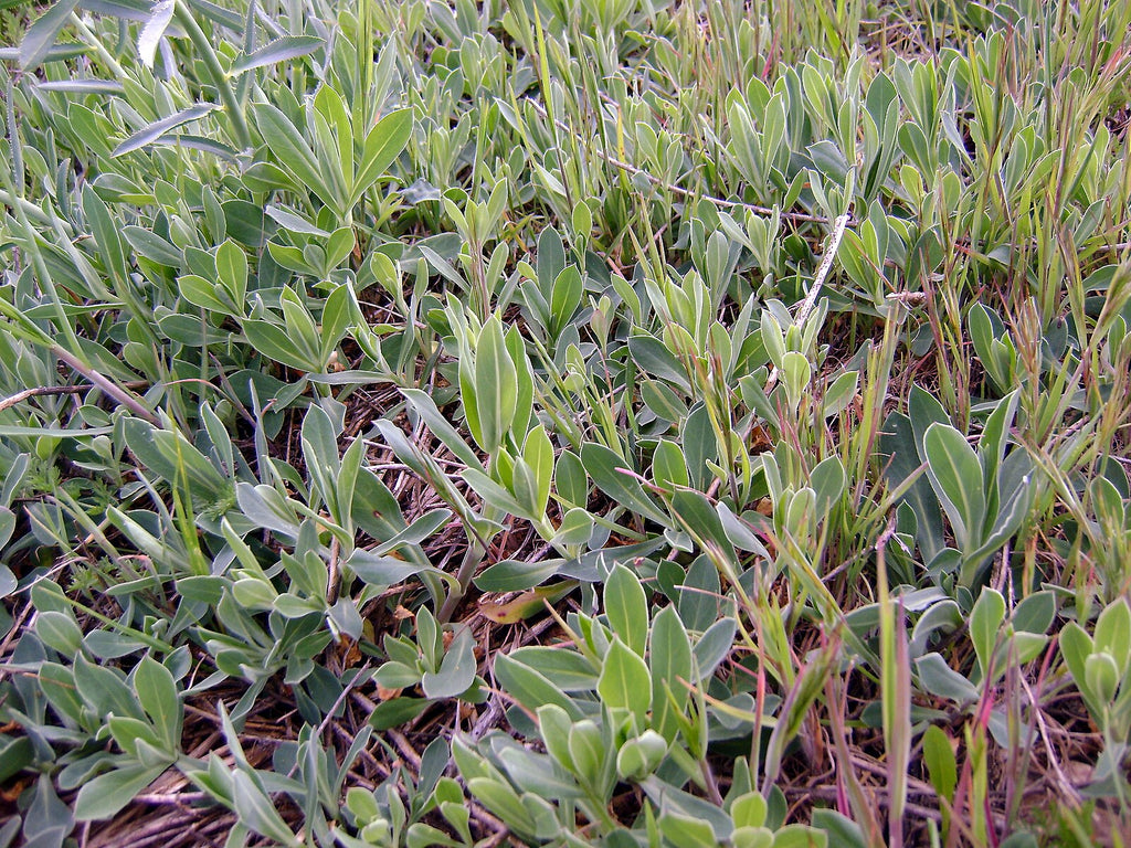 Bladder Campion – Experimental Farm Network Seed Store