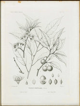 Wild Goose Plum (Hortulan Plum)