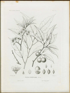 Wild Goose Plum (Hortulan Plum)