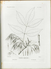 White Ash (American Ash)