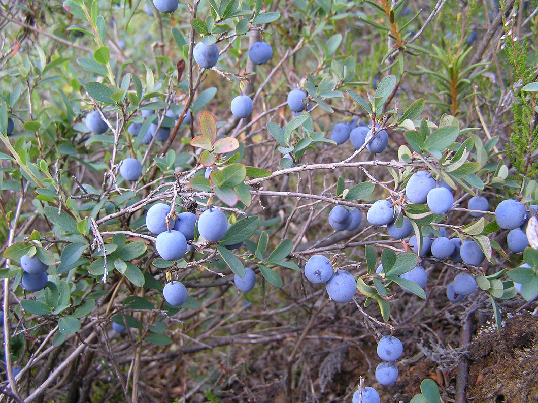 Russian Bog Bilberry