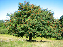 Ukrainian Rowan (European Mountain-Ash)