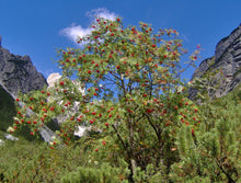 Ukrainian Rowan (European Mountain-Ash)