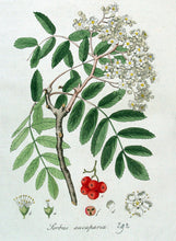 Ukrainian Rowan (European Mountain-Ash)