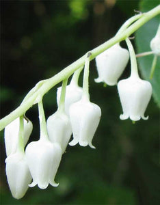 white lily tree Lily of the Valley Tree (or Sourwood) – Experimental Farm Network Seed Store