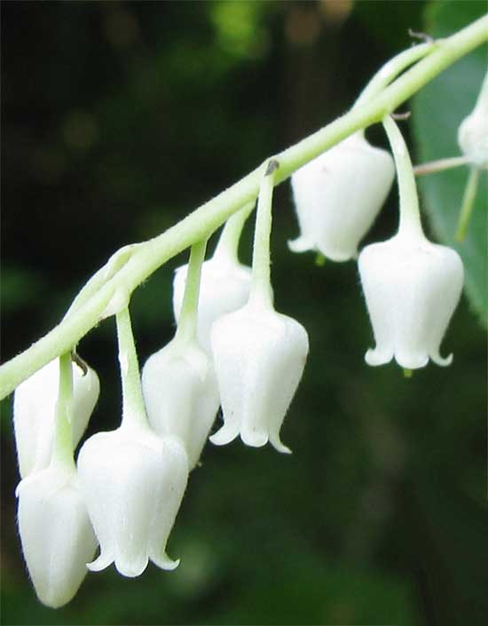 lily tree flower Lily of the Valley Tree (or Sourwood) – Experimental Farm Network Seed Store