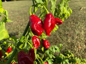 'St. Thomas USVI' Mild Hot Pepper