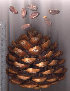 Italian Stone Pine (Pine Nut)