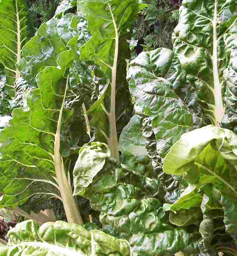 Banerjee's Giant' Chard – Experimental Farm Network Seed Store
