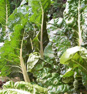 'Banerjee's Giant' Chard