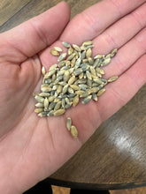 'Takmachik Landrace' Barley