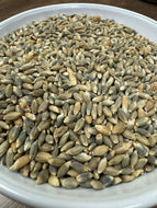 'Takmachik Landrace' Barley