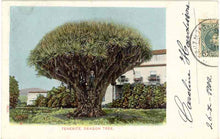 Dragon's Blood Tree (Canary Islands)