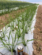 'Thai' Upland Rice