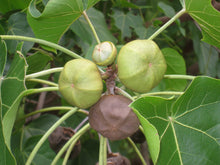 Portia Tree