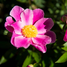 Tree Peony (Moutan Peony)